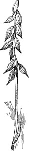 复古插画的果实插图白色雕刻鬣狗艺术黑色绘画植物背景图片