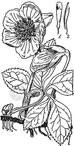 圣诞玫瑰复古插画雕刻艺术老板白色绘画黑色花朵插图背景图片