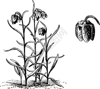 阿格拉堡弗里蒂利亚里亚·梅莱阿格里斯·温塔的哈比特和脱脂单一花朵插画
