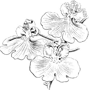 复古插画的花朵雕刻绘画绿色艺术棕色黄色花瓣插图黑色白色背景图片