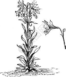 阿尔梅里亚和花的古董插图白色树叶艺术雕刻条纹绘画黑色植物插画