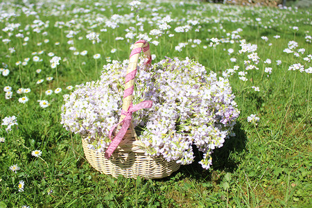 在草地上的篮子里放花花卉方式魅力明信片艺术设计花海花朵生活乡村背景图片