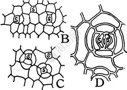 Stomata 成形古典插图背景图片