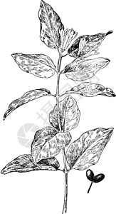 老古董插图雕刻植物托叶艺术黑色绘画白色背景图片