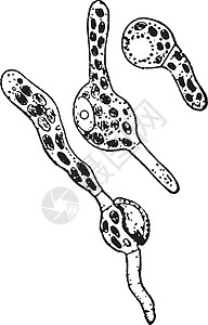 苔藓植物复古插画插图种子黑色绘画孢子白色艺术雕刻插画