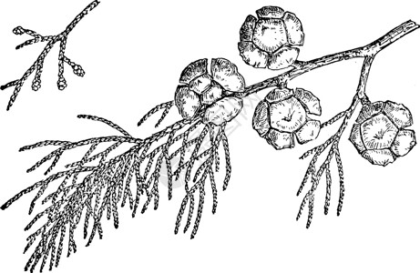 新疆赛里蒙特里·赛普斯古老插图的分支插画