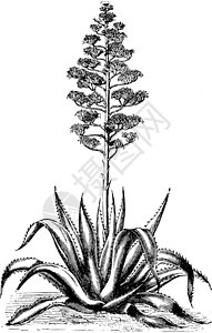 龙舌兰美洲花卉复古插画背景图片