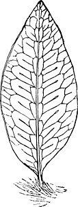 卡罗维瓦里液态可溶液聚苯乙烯的陈年插图插画