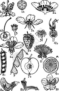 Plancanceae Rosaceae和Leguminosae古老光辉勋章背景图片