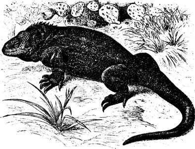 加拉帕戈斯群岛加拉帕戈斯陆地蜥蜴 古董插图插画