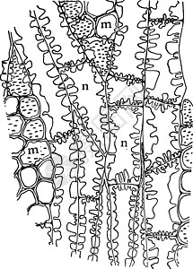 黄色火花木古董插图雕刻黑色绘画白色艺术背景图片