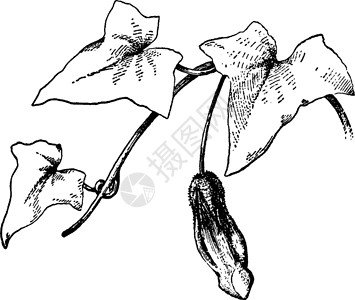 芽金鱼草复古插画植物艺术绘画白色黑色雕刻树叶插图插画