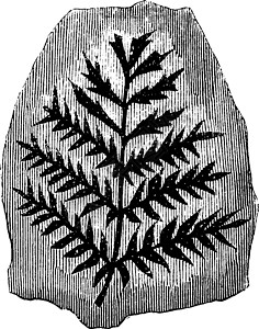 化石煤蕨复古插画化石白色雕刻植物蕨类黑色矿业接缝绘画艺术背景图片