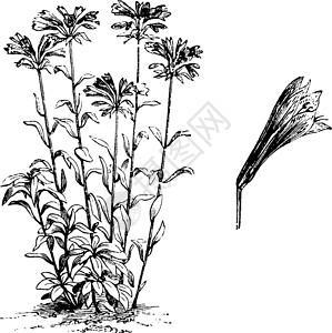 阿尔梅里亚习性和花卉复古插画插图白色树叶艺术黑色雕刻植物绘画插画