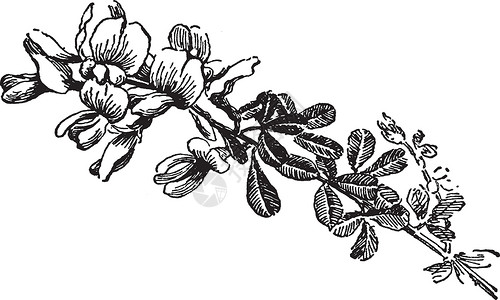 白色宣传单古典插图树叶艺术灌木传单白色黑色雕刻绘画插画