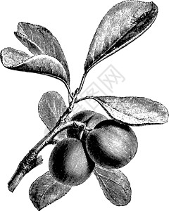 梅花复古插画的果枝背景图片