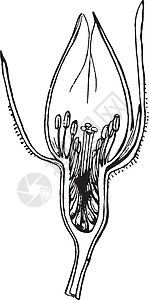 部分玫瑰花蕾图片花蕾花复古插画图片