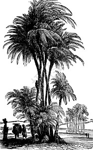 幼发拉底河下幼发拉底的棕榈日期 古代插图插画