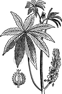 Castoroil 植物古代图解种子插图黑色白色雕刻绘画艺术背景图片