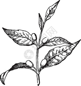 咖啡复古插画茜草家庭插图白色雕刻黑色种子热带中指植物插画