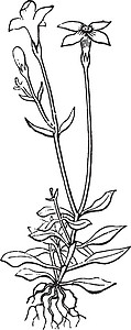茜草蓝色 植物 花 麦地德 Rubiaceae古董插图插画