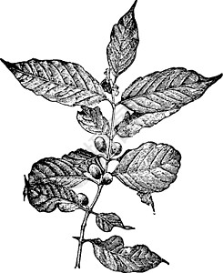 茜草咖啡阿拉比卡复古插画热带花朵树叶世界家庭雕刻黑色插图白色艺术插画