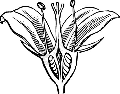 英国山茱萸复古插画背景图片