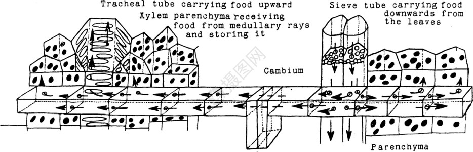 筛管食品运输复古插画背景图片
