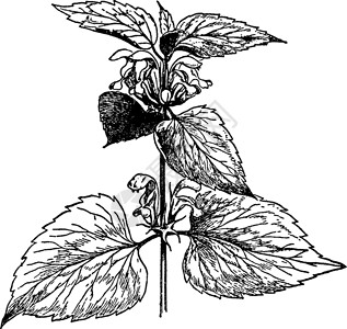 Lamium 专辑复古插画插图黑色绘画林地白色雕刻艺术相册荨麻背景图片