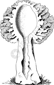 羊肚菌素材羊肚菌复古它制作图案的纵向剖面插画