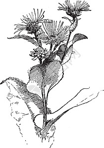 土木香复古插画白色向日葵家庭插图绘画黑色菊科愈合雕刻植物背景图片