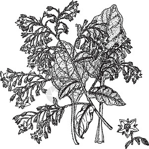 复古插画插图绘画雕刻植物黑色艺术烹饪白色背景图片