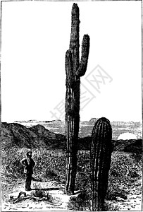 黑色沙漠仙人掌复古插画白色绘画艺术沙漠黑色雕刻插图插画