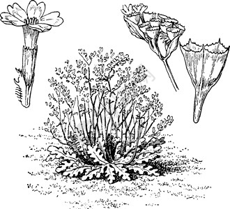 复古插图植物绘画艺术雕刻白色血草黑色背景图片
