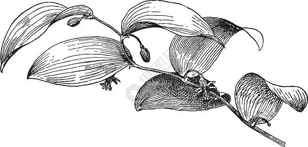 芦笋复古插画艺术植物白色雕刻插图绘画花店黑色背景图片