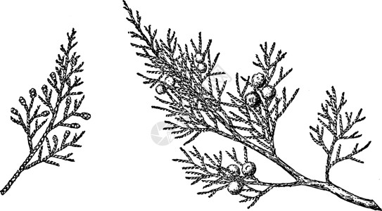 洛基山的支部 Juniper历史插图背景图片