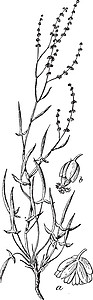 羊蹄女性 Rumex 复古插画插画