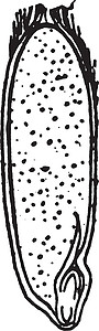 燕麦种子古代插图的交叉口绘画雕刻黑色白色艺术背景图片