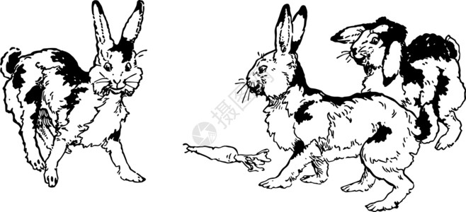 三只兔子与胡萝卜复古插画背景图片