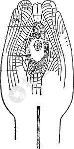 Ovule 古代插图背景图片