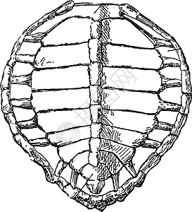 海龟壳 古董插图背景图片