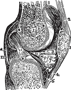 膝关节复古插图的垂直剖面背景图片