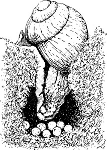 旧式插图艺术蜗牛黑色绘画雕刻白色背景图片