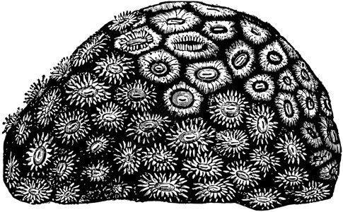 珊瑚头 古代插图背景图片