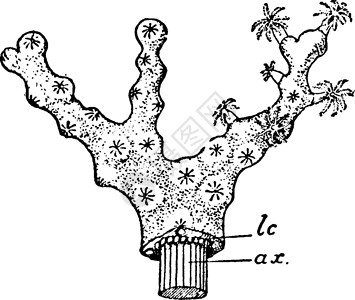古代画像的殖民地 科尼罗鲁布伦背景图片