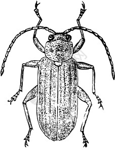 叶甲虫复古插图的背视图高清图片