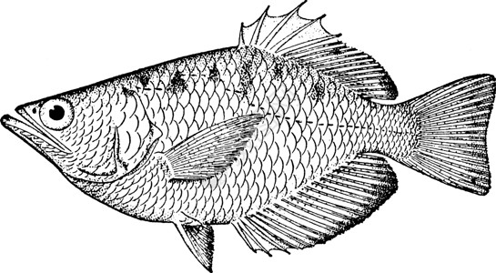 射水鱼复古插图背景图片