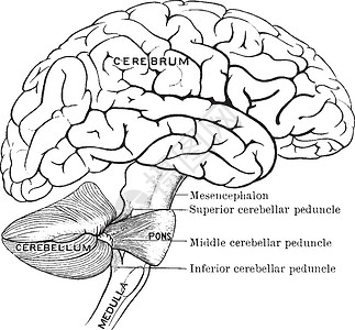 脑部部分连接 老式插图背景图片