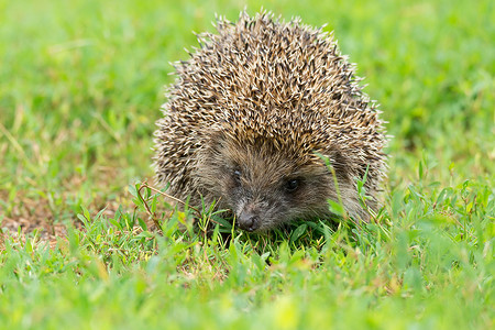 猪宝宝拜年草地上刺猪警报哺乳动物绿色眼睛野生动物豪猪动物防御花园荒野背景