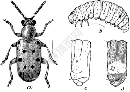 Crioseris 12 Punctata 古典插图背景图片